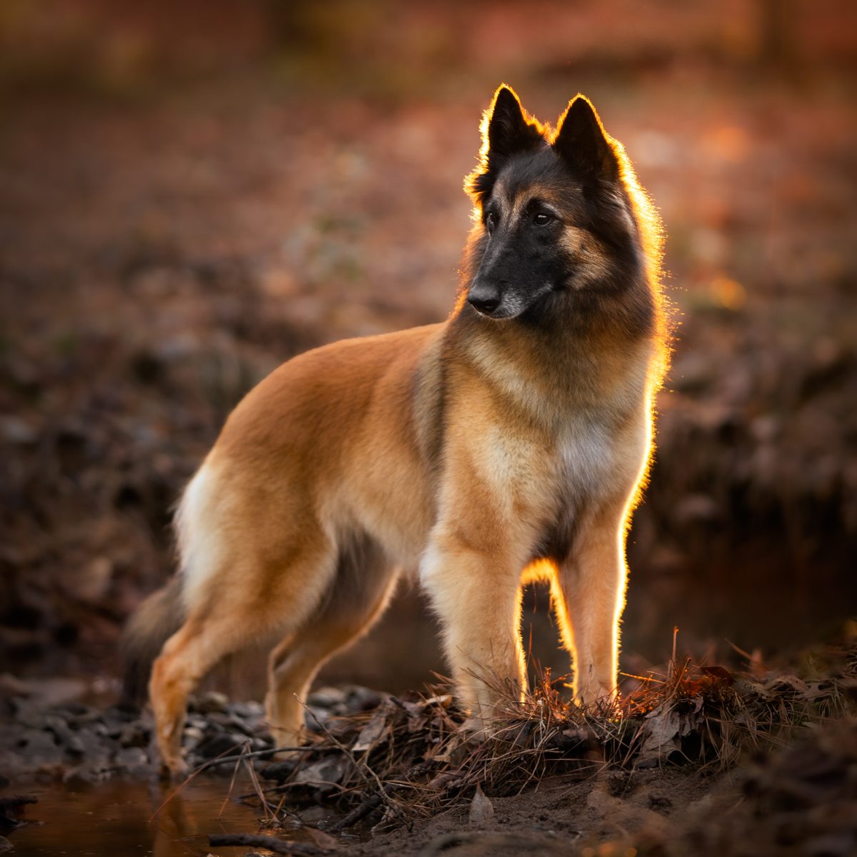 Belgian Tervuren