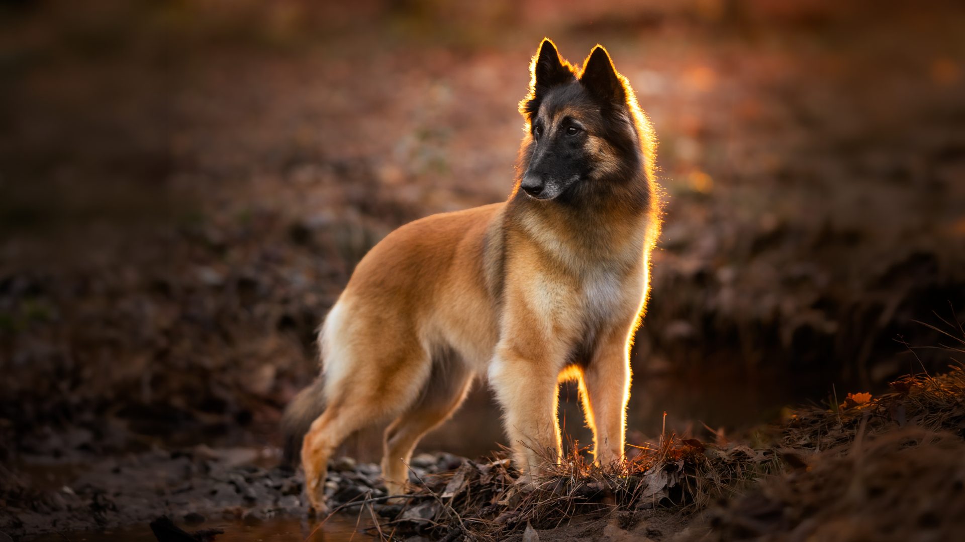 Belgian Tervuren