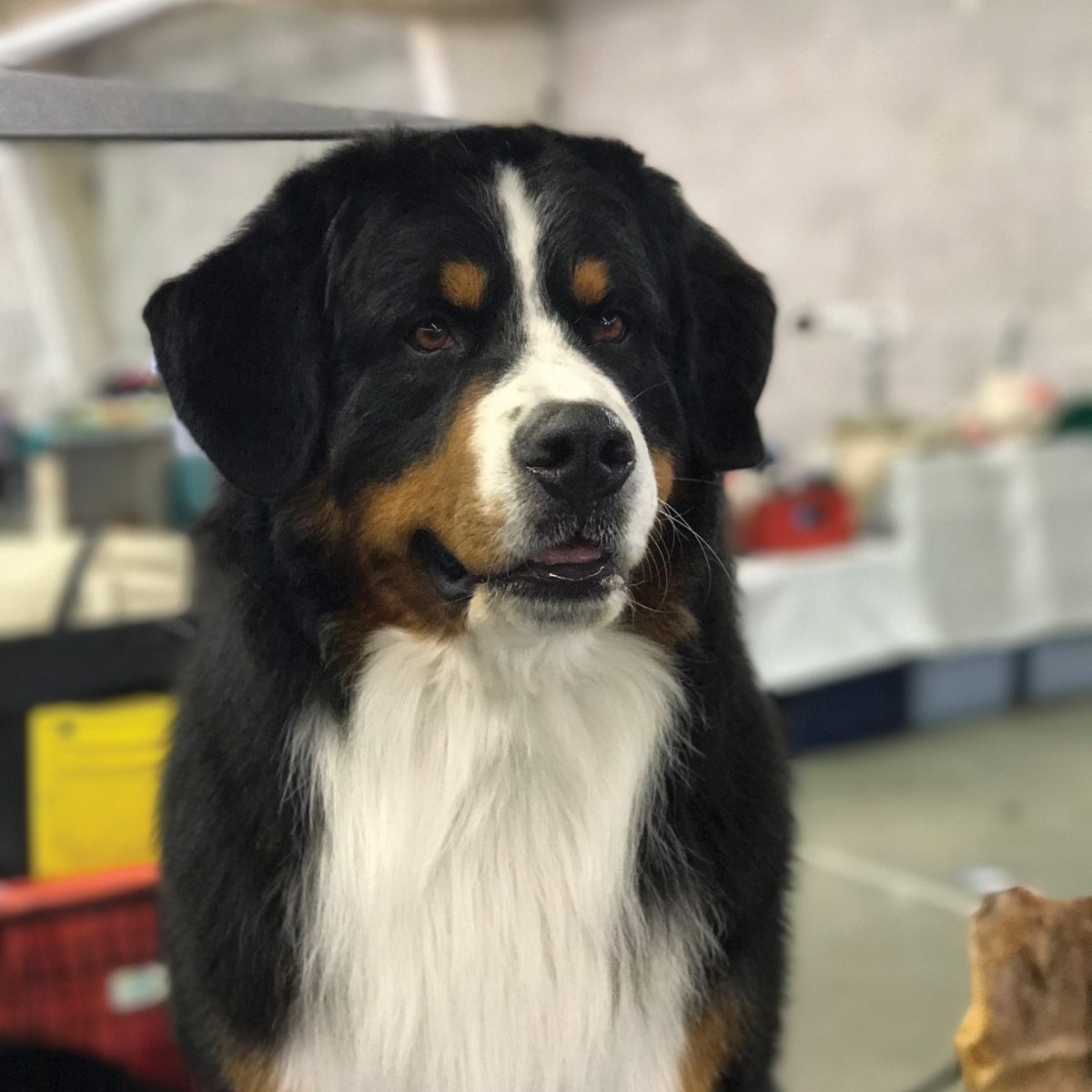 Bernese Mountain Dog