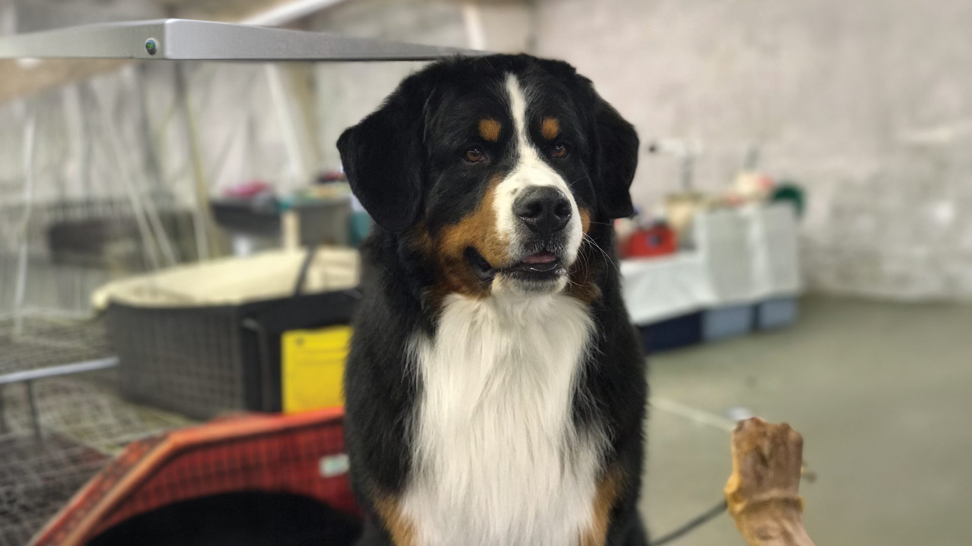 Bernese Mountain Dog