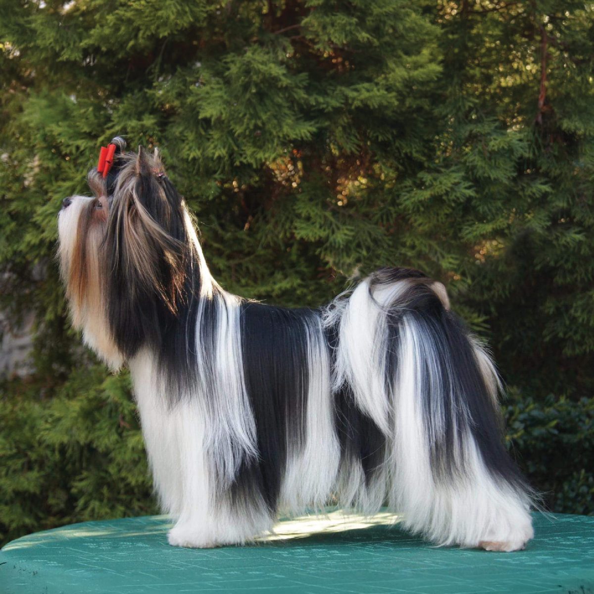 Biewer Terrier