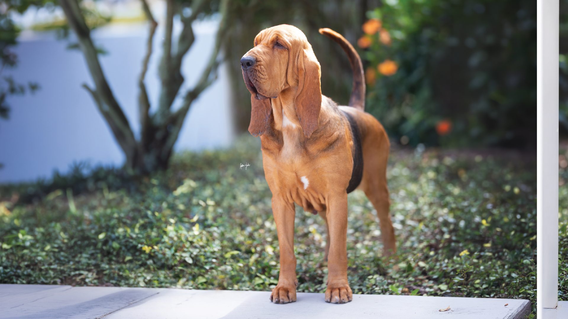 Bloodhound