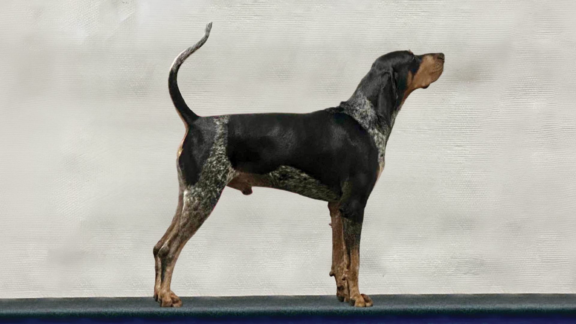 Bluetick Coonhound