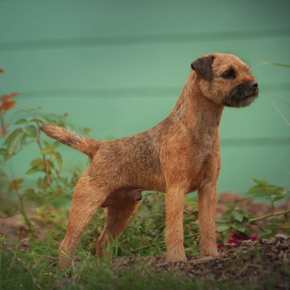 Border Terrier