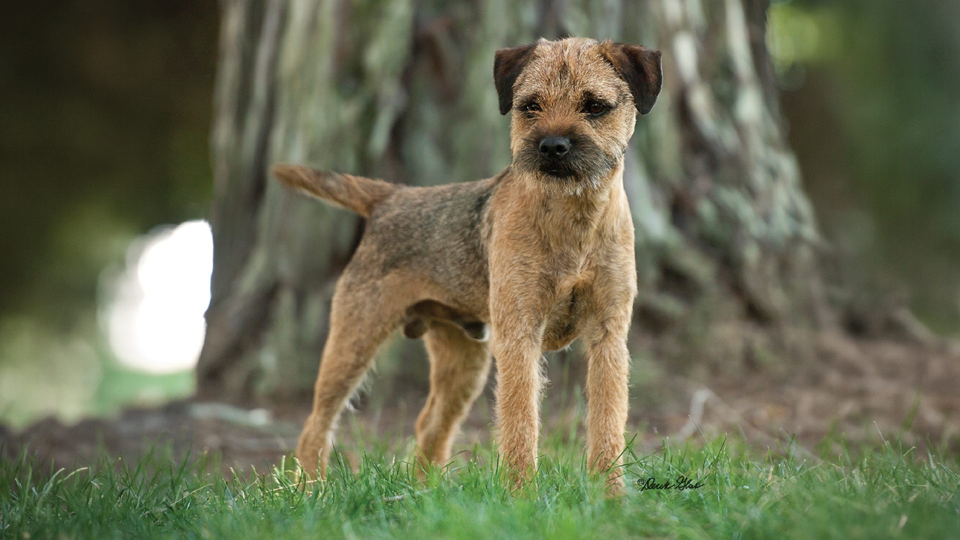 Border Terrier