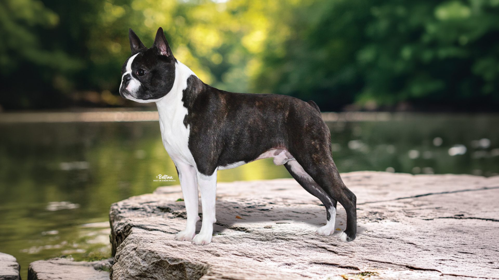 Boston Terrier