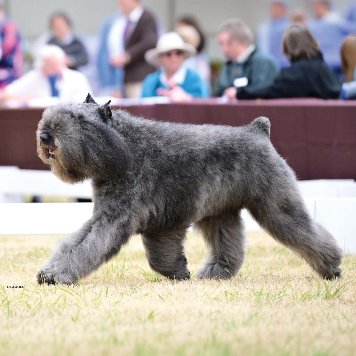 Bouvier des Flandres