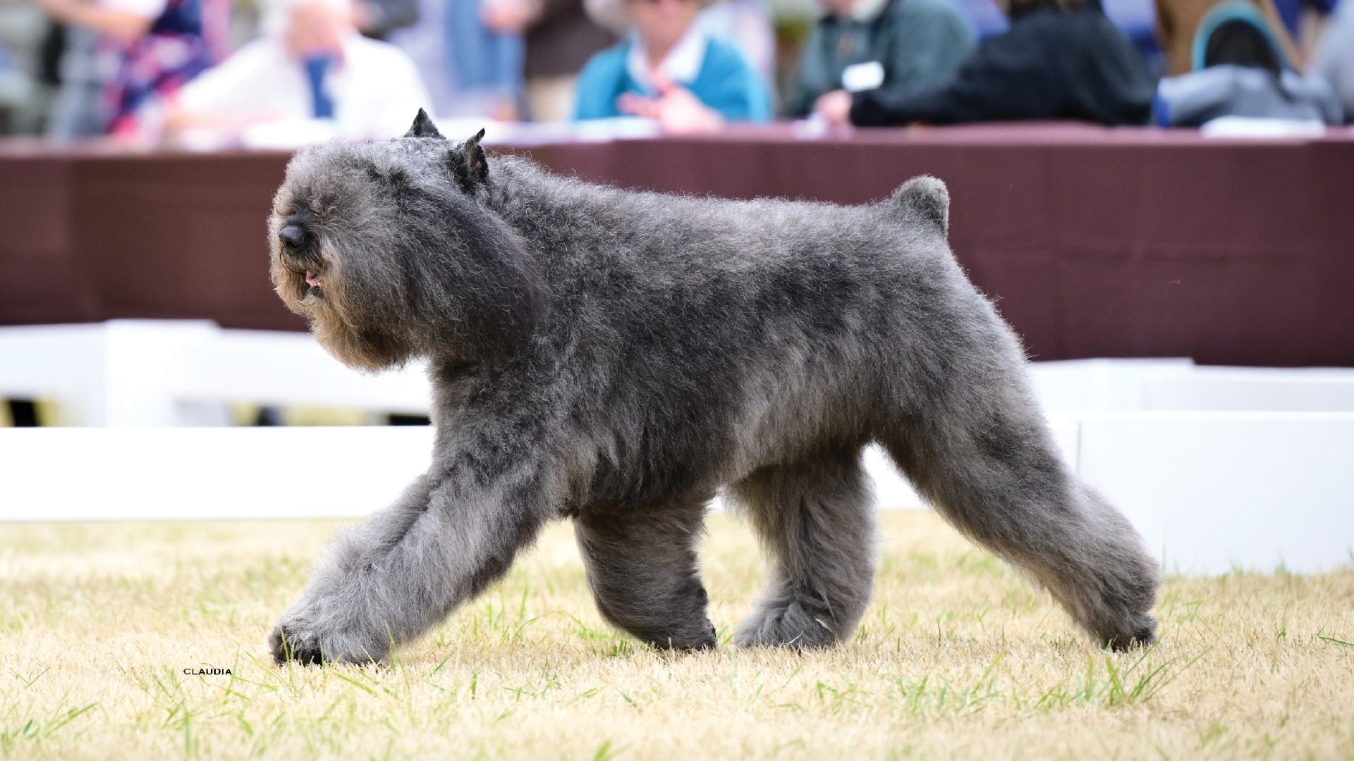 Bouvier des Flandres
