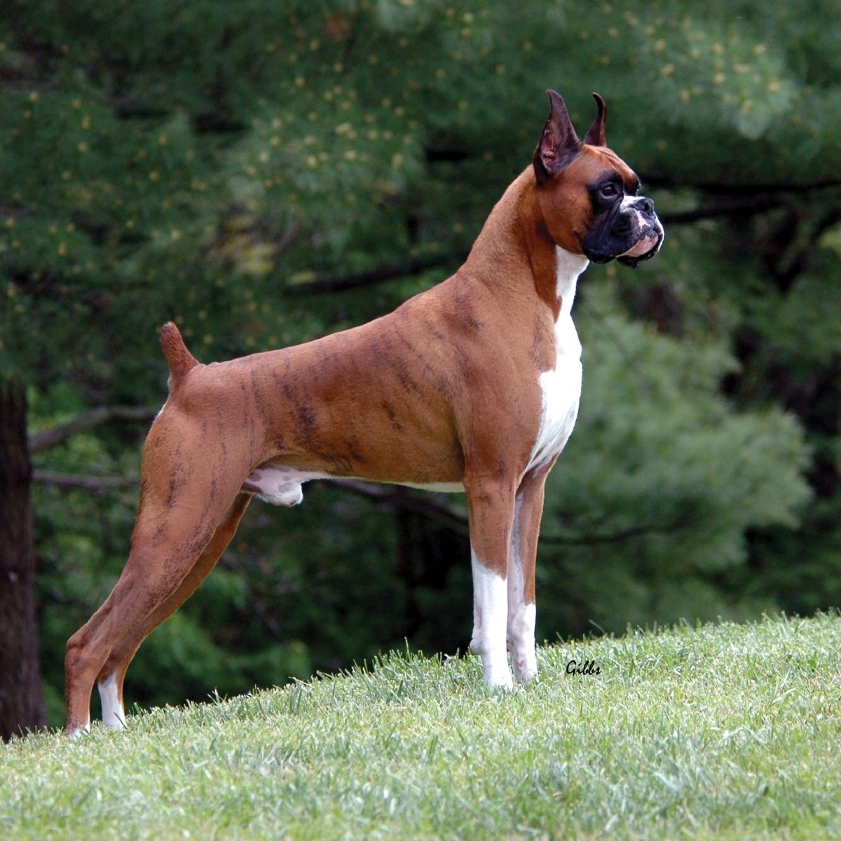 Boxer
