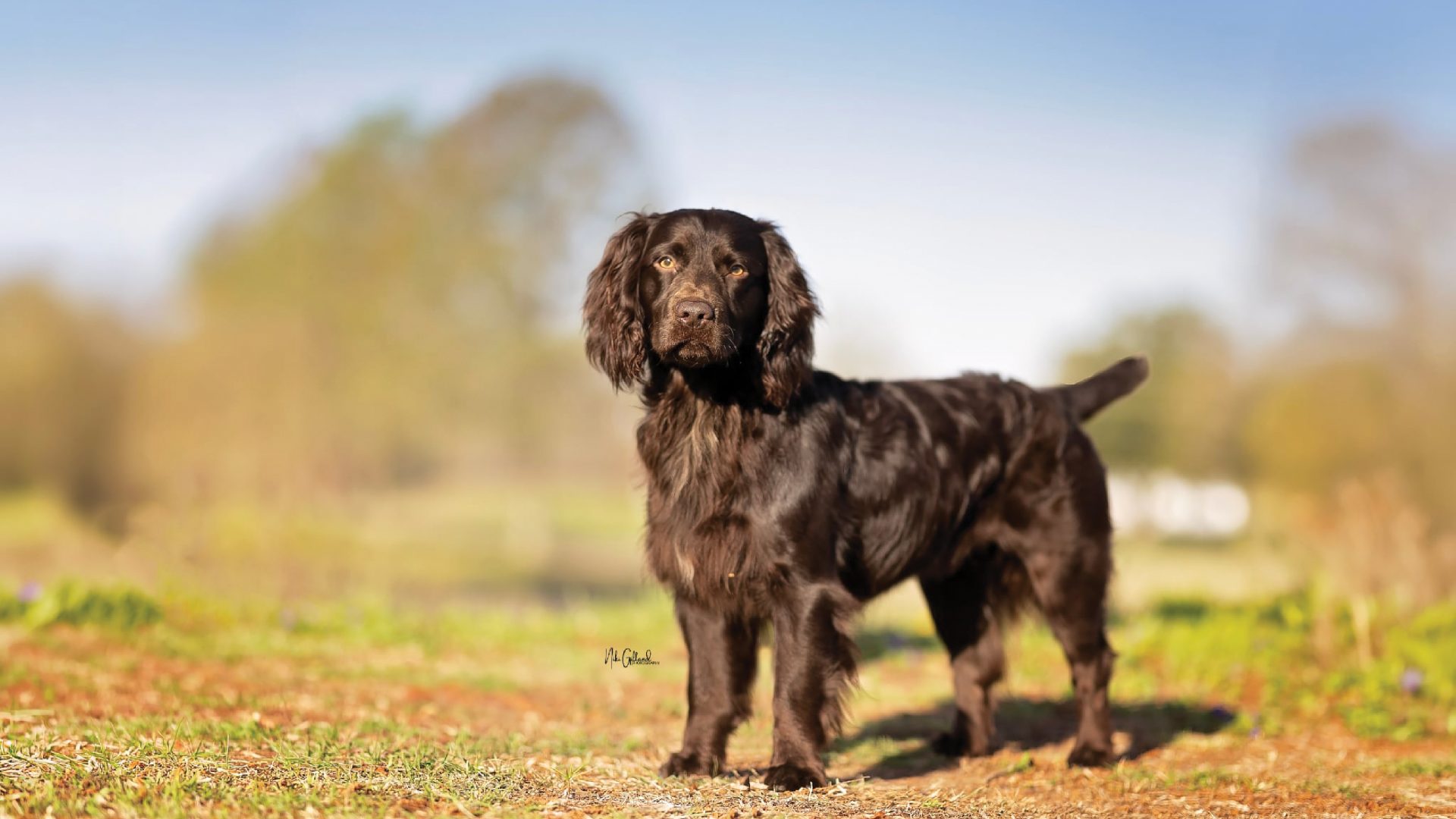 Boykin Spaniel