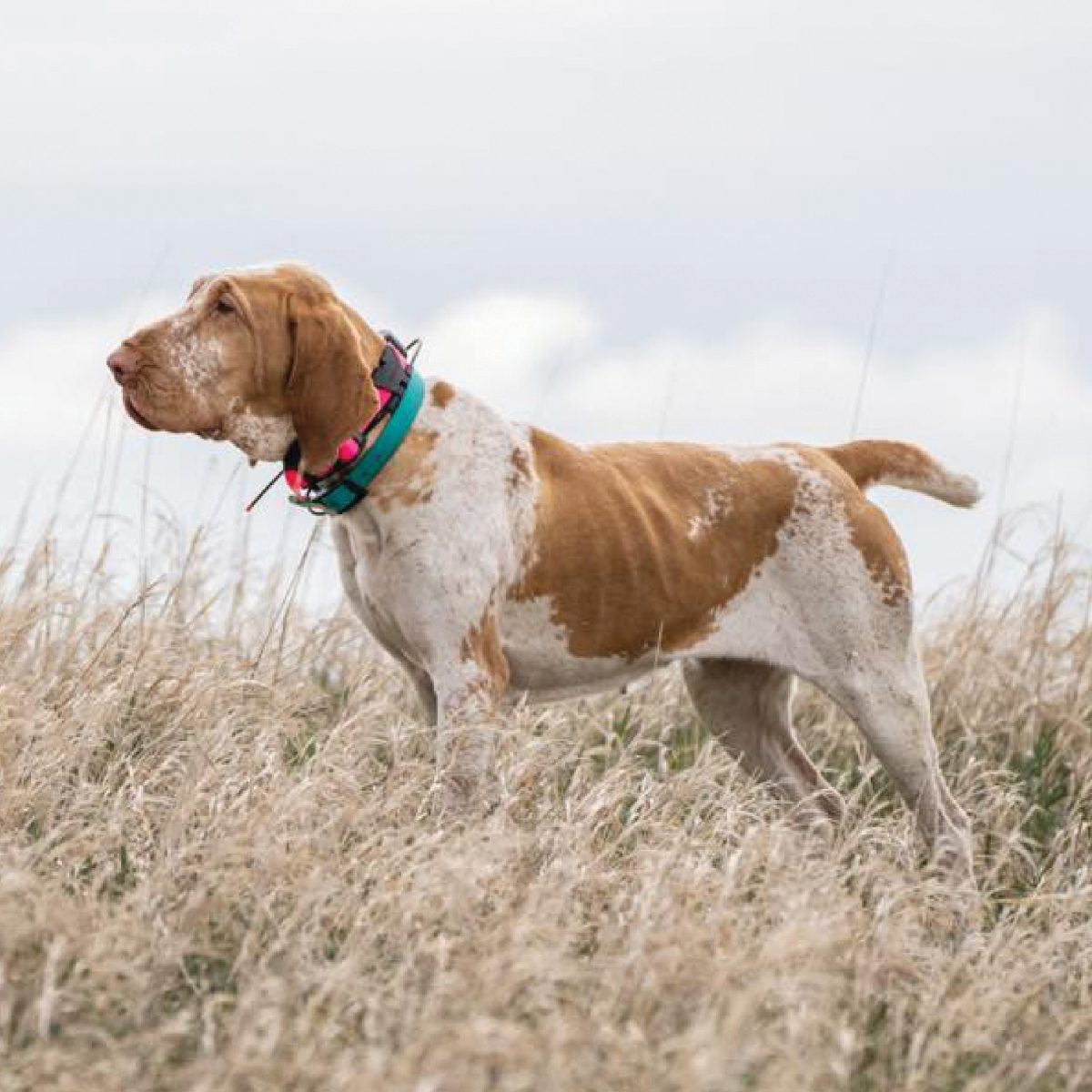 Bracco Italiano