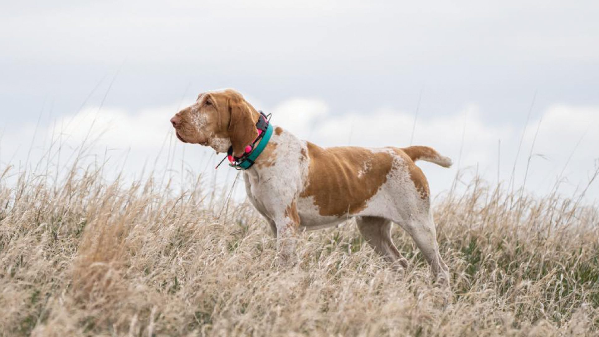 Bracco Italiano