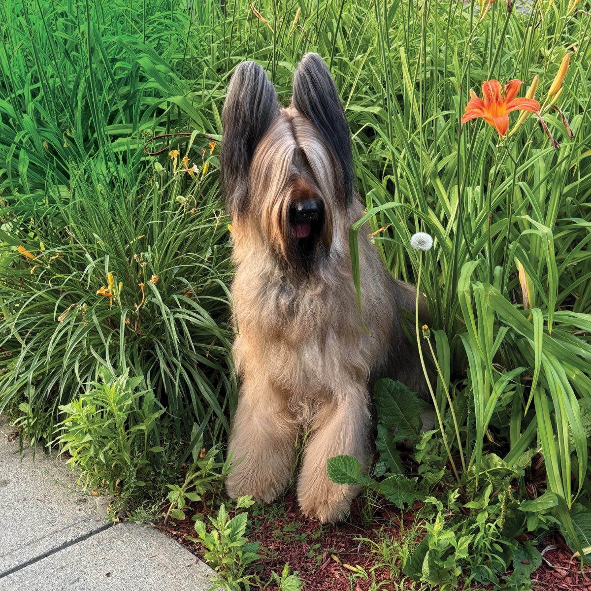 Briard