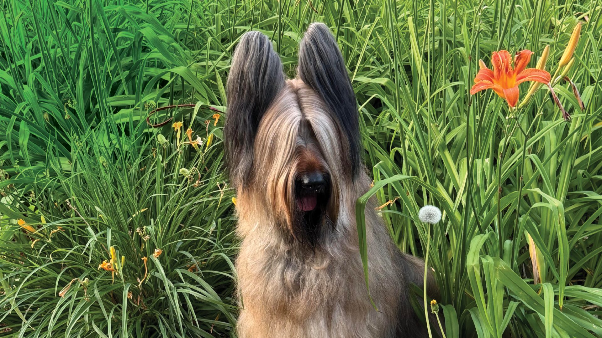 Briard