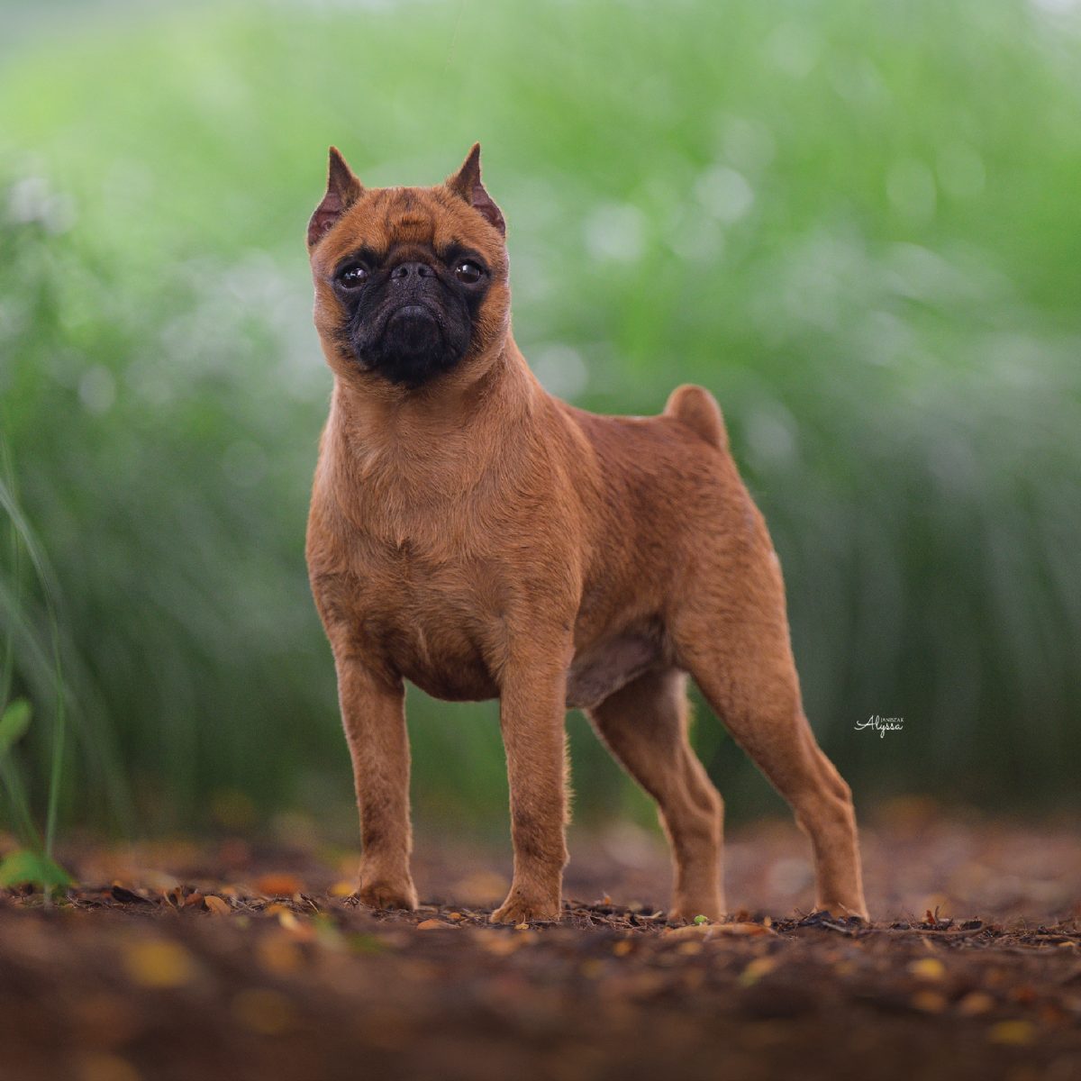 Brussels Griffon