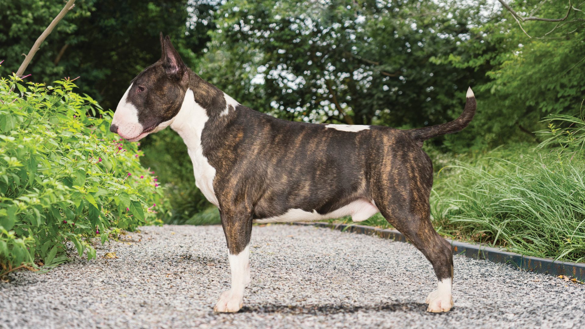 Bull Terrier (Colored)