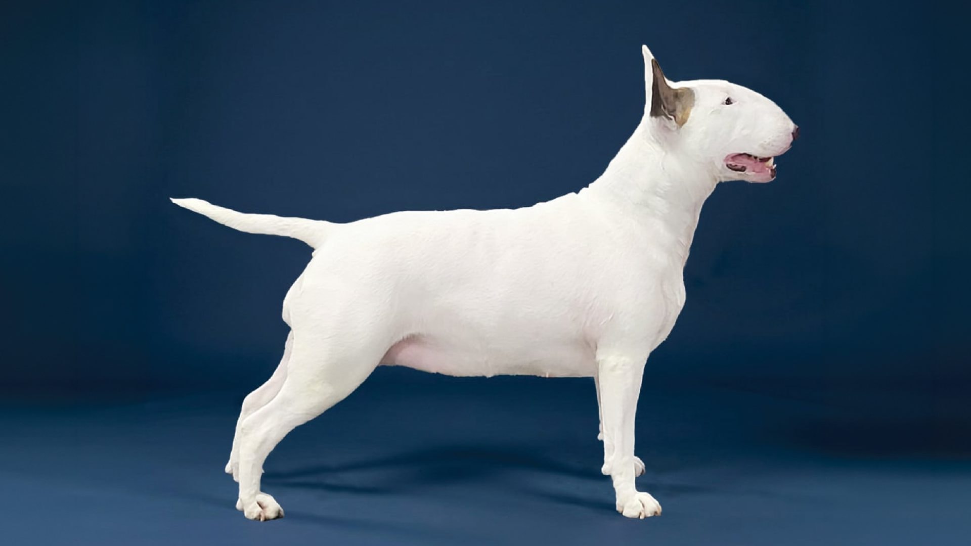 Bull Terrier (White)