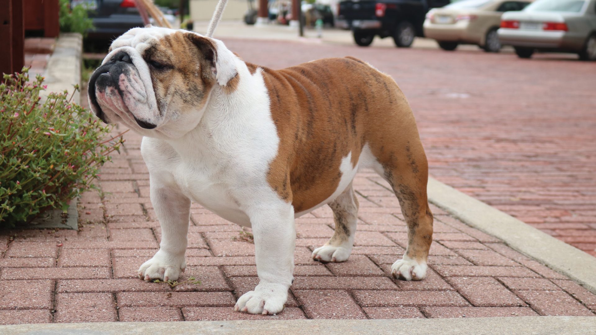 Bulldog