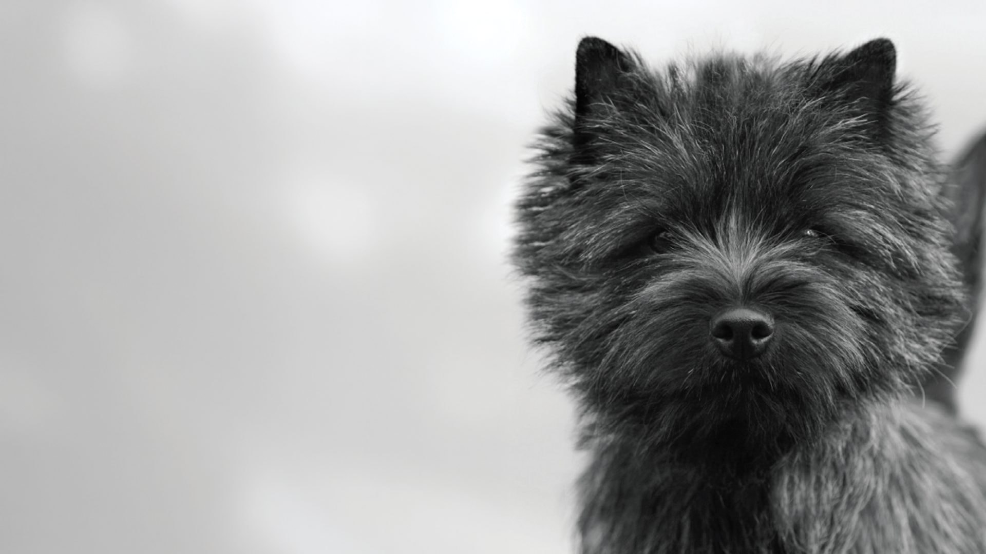 Cairn Terrier