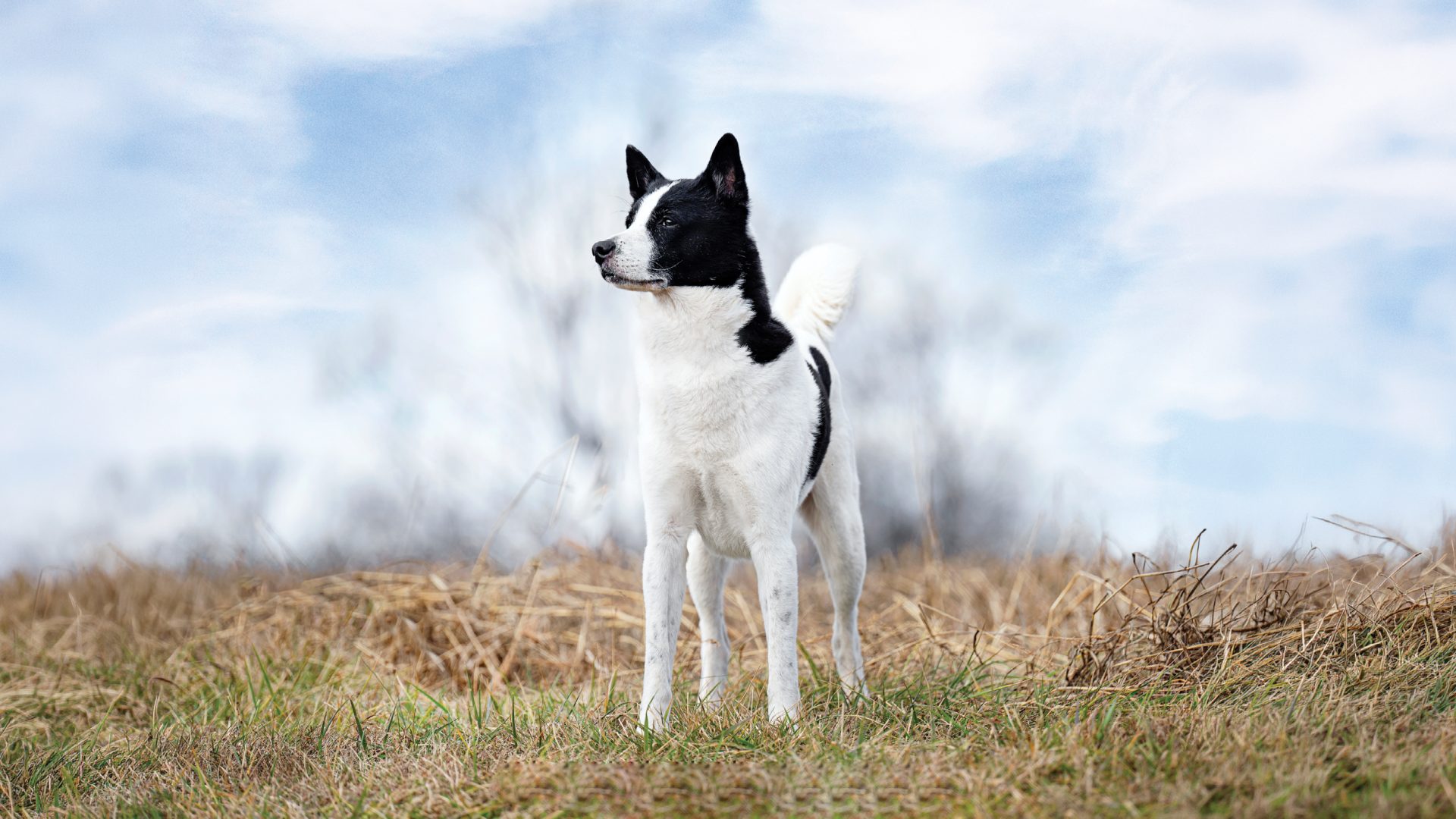 Canaan Dog