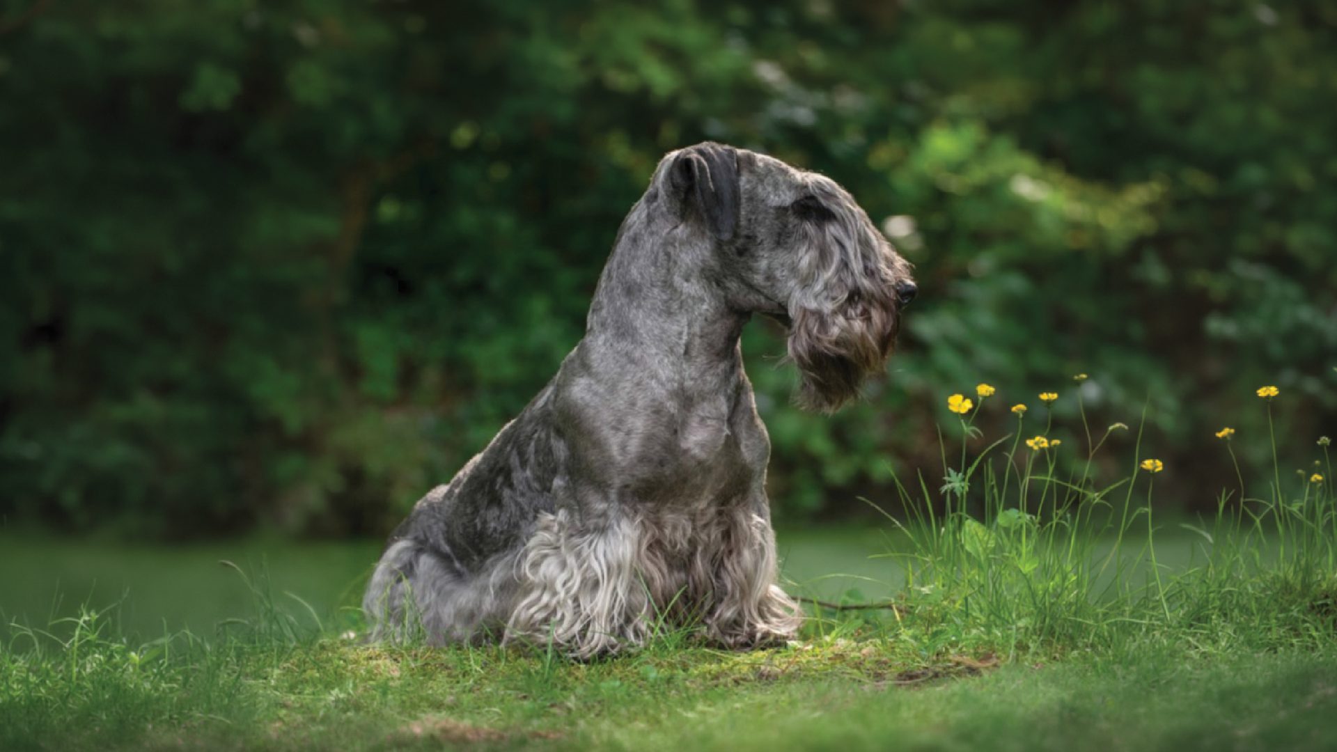 Cesky Terrier
