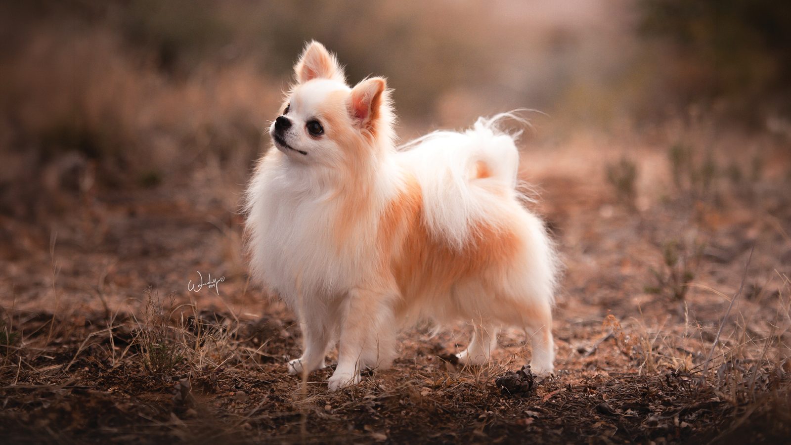Chihuahua (Long Coat)