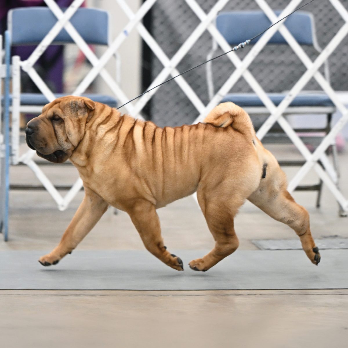 Chinese Shar-Pei