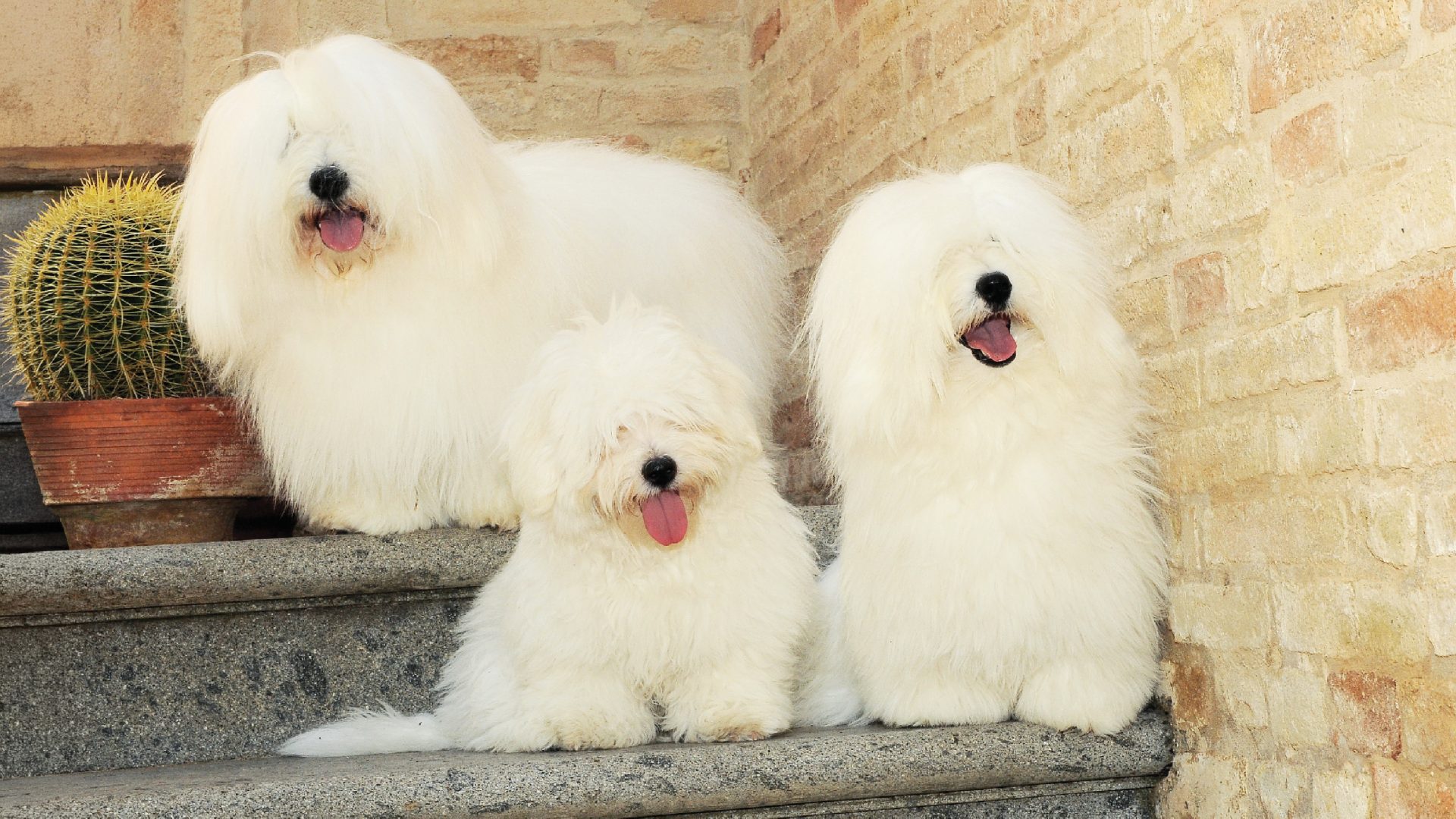 Coton de Tulear