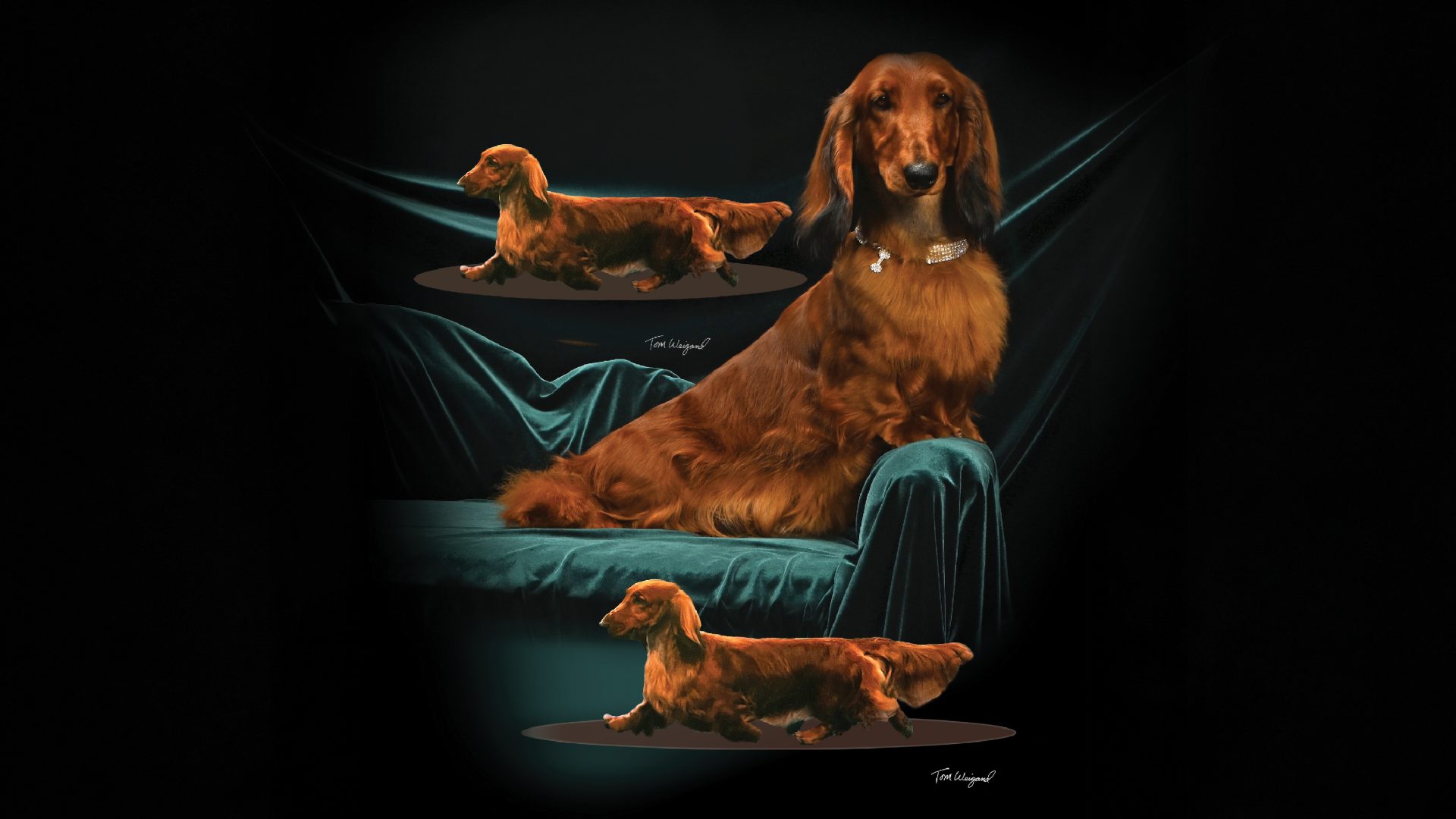 Dachshund