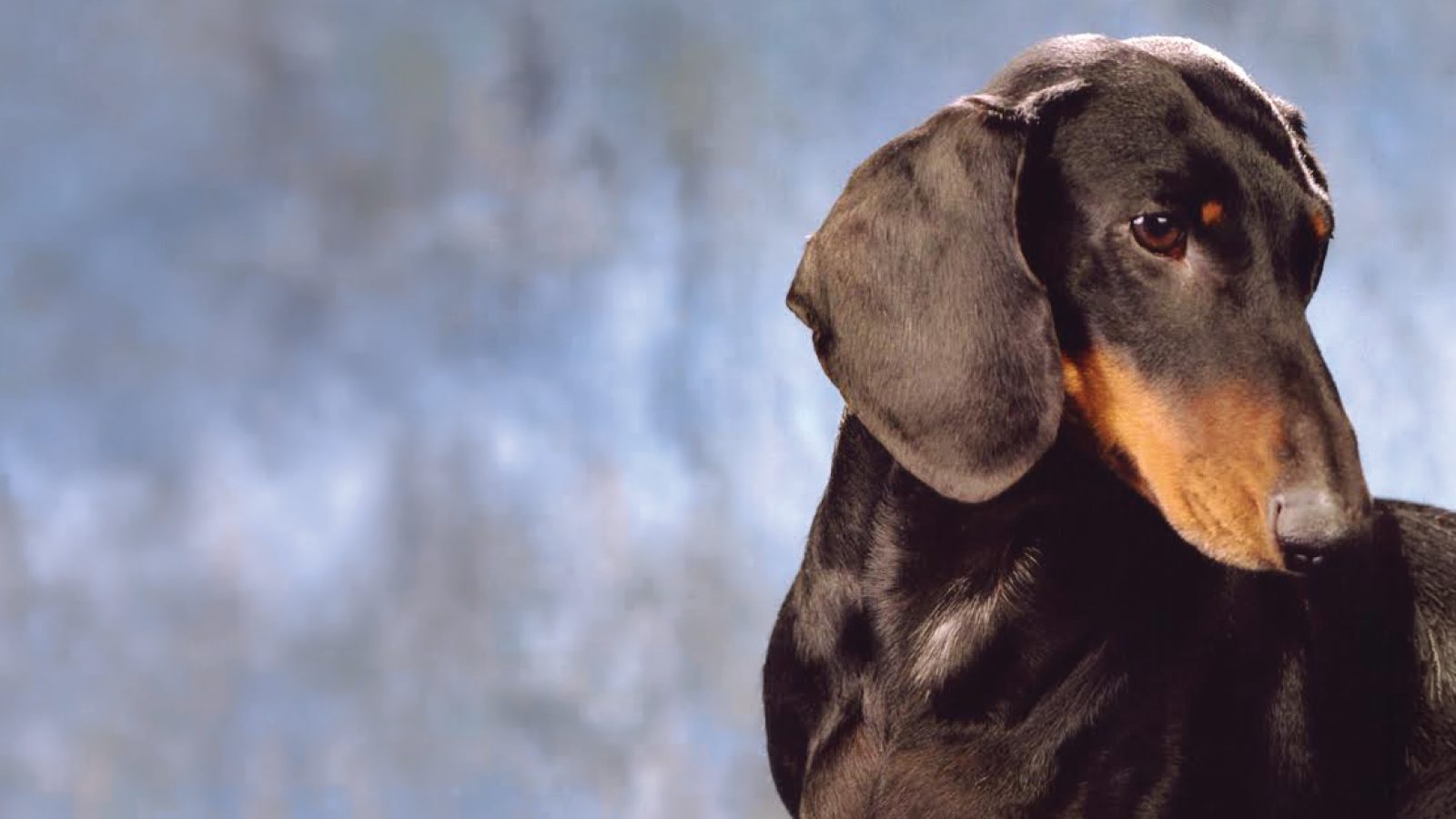 Dachshund (Smooth)