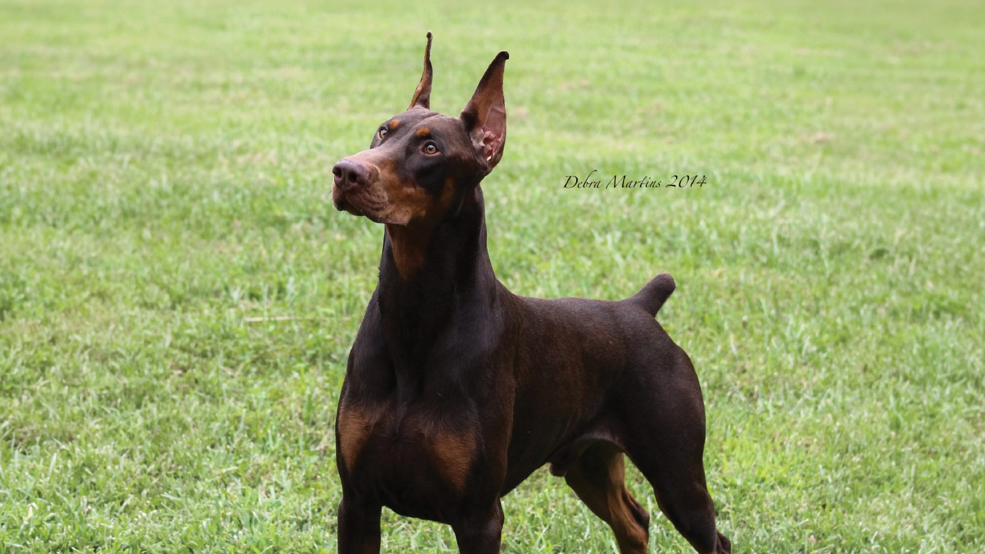 Doberman Pinscher