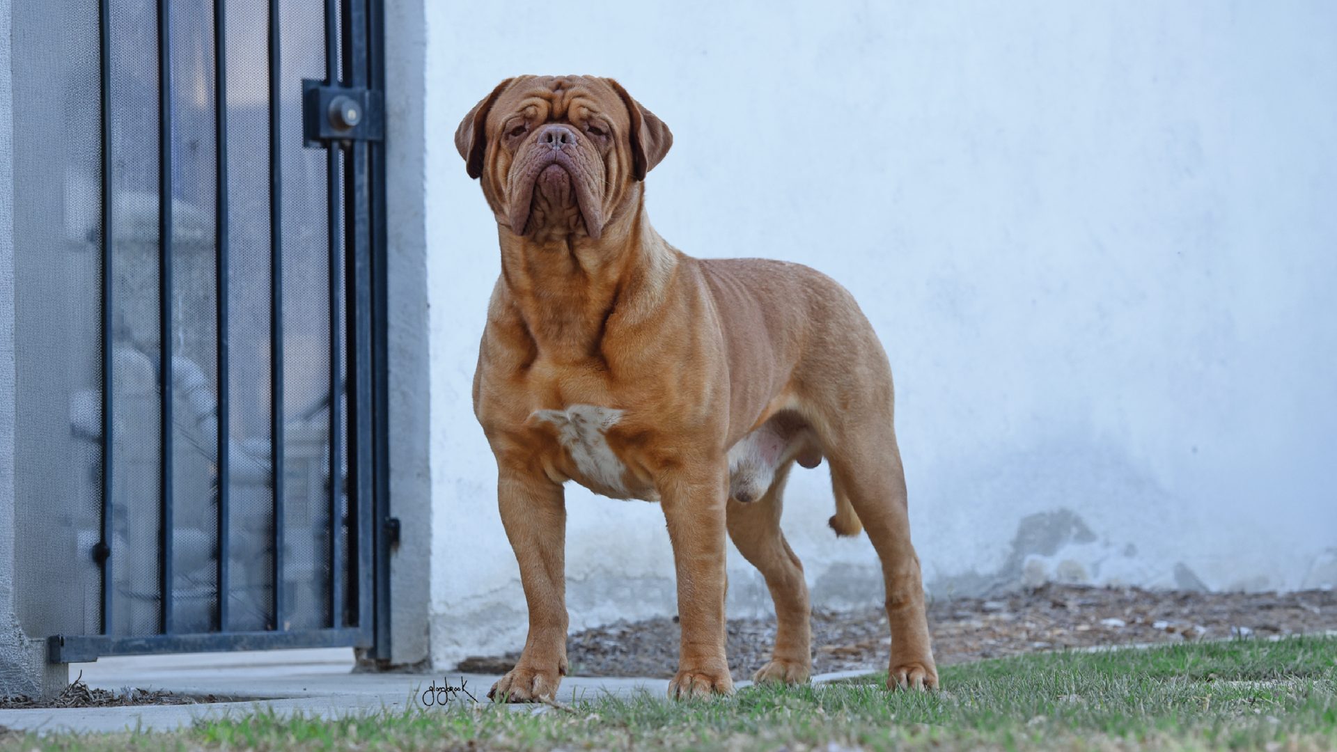 Dogue de Bordeaux