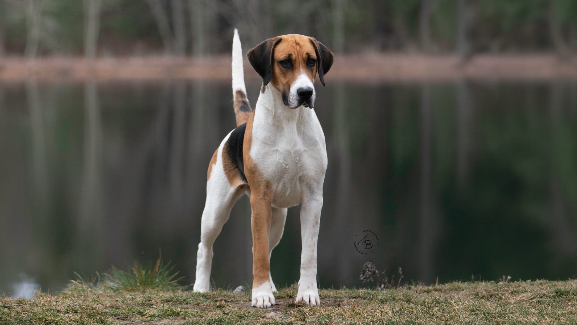 English Foxhound