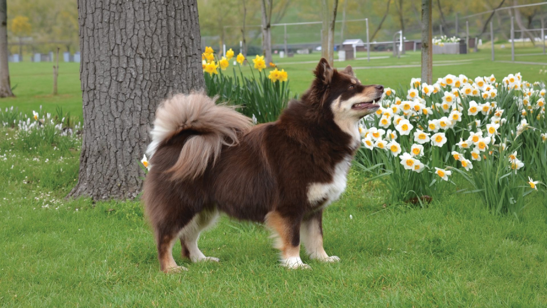 Finnish Lapphund