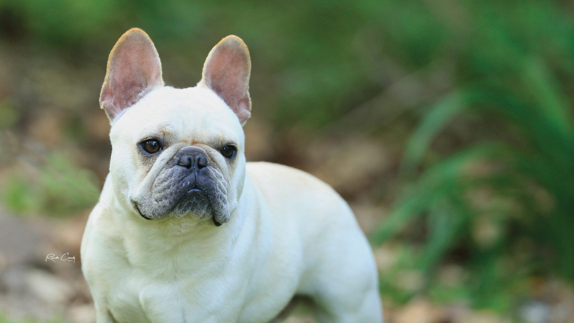French Bulldog