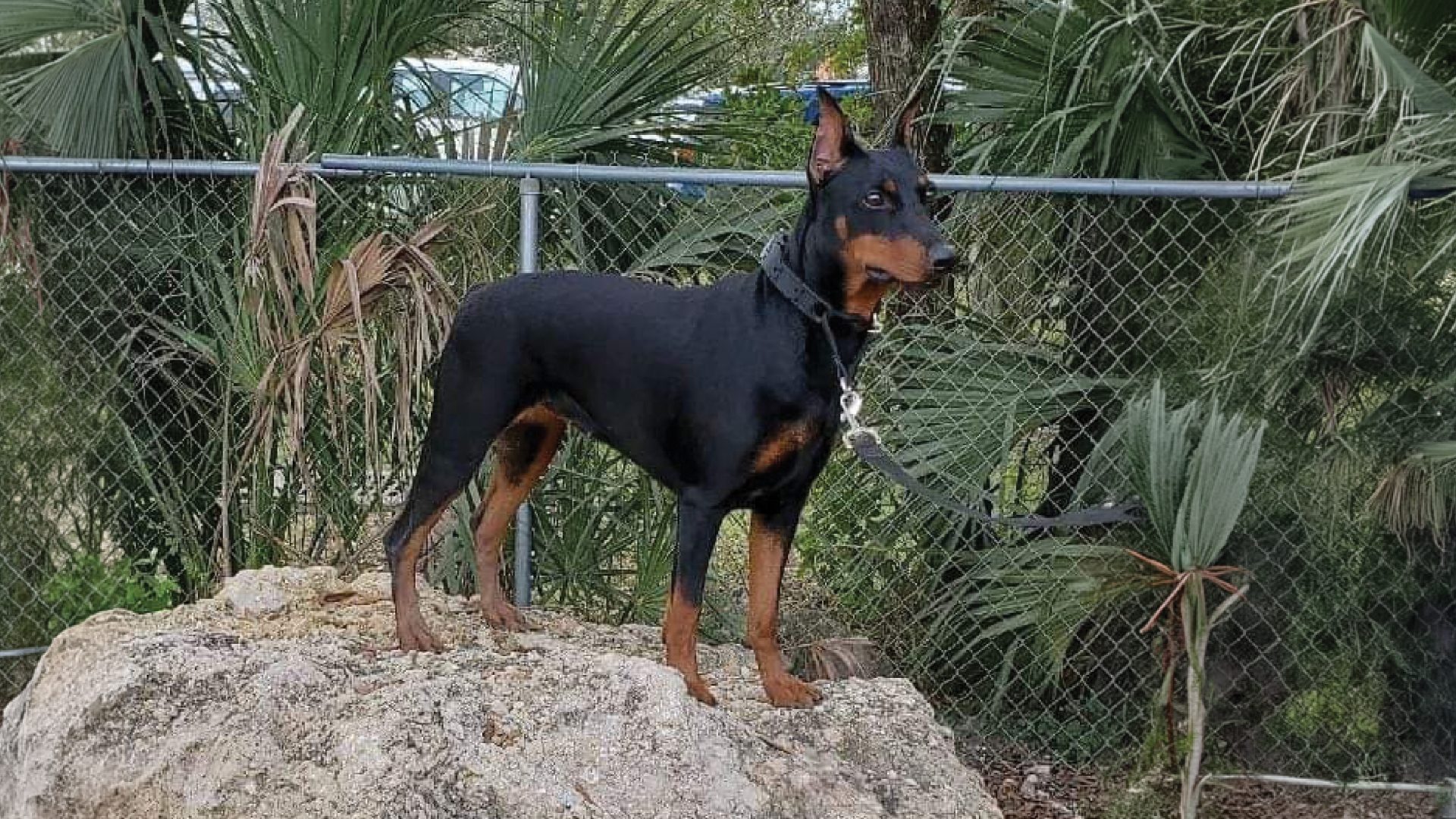German Pinscher