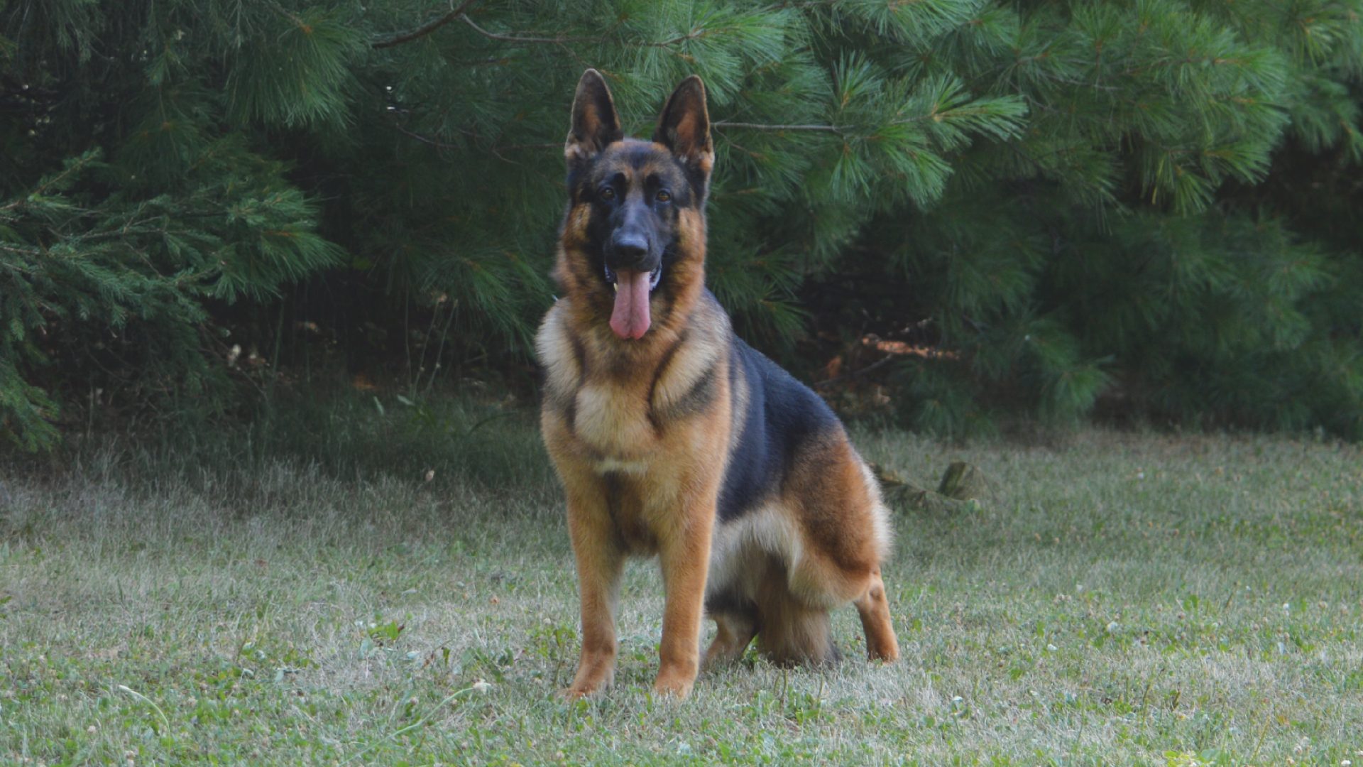 German Shepherd Dog