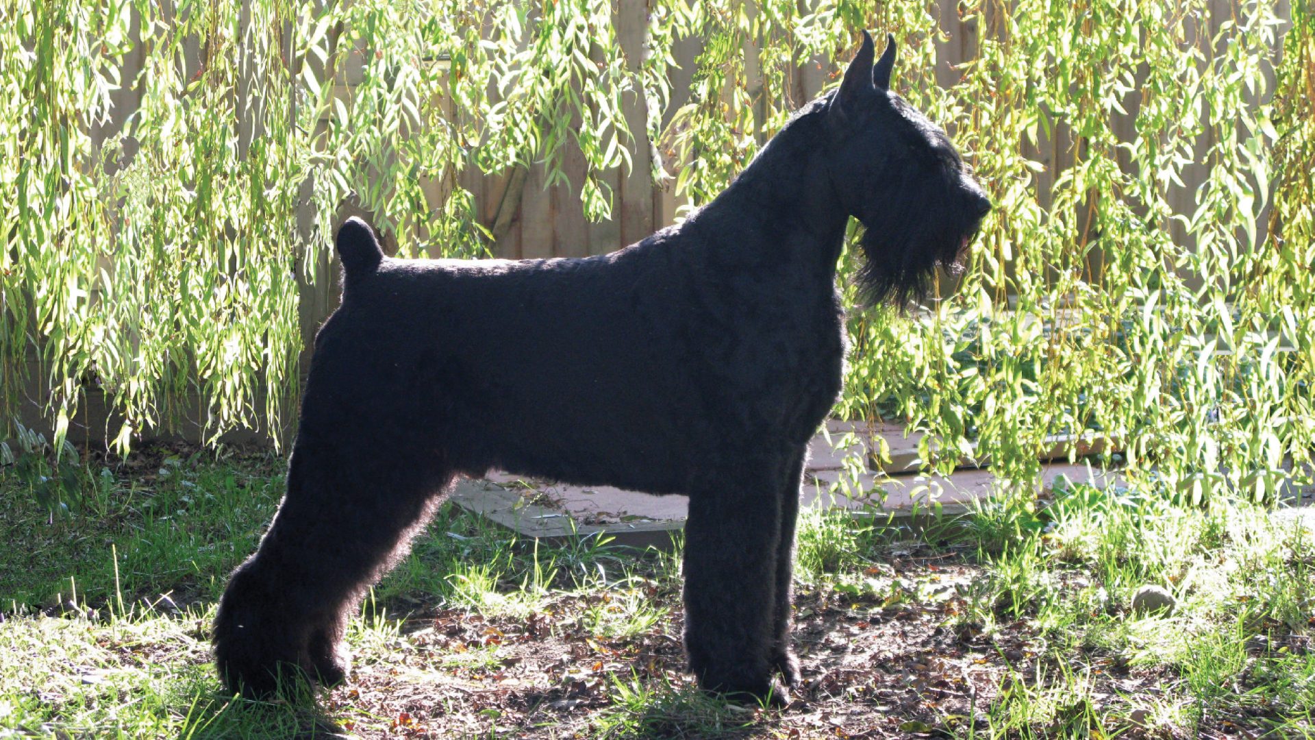 Giant Schnauzer