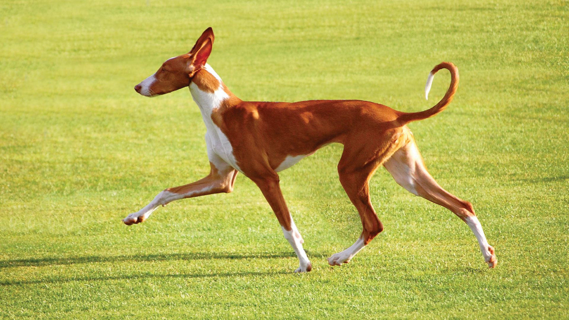 Ibizan Hound