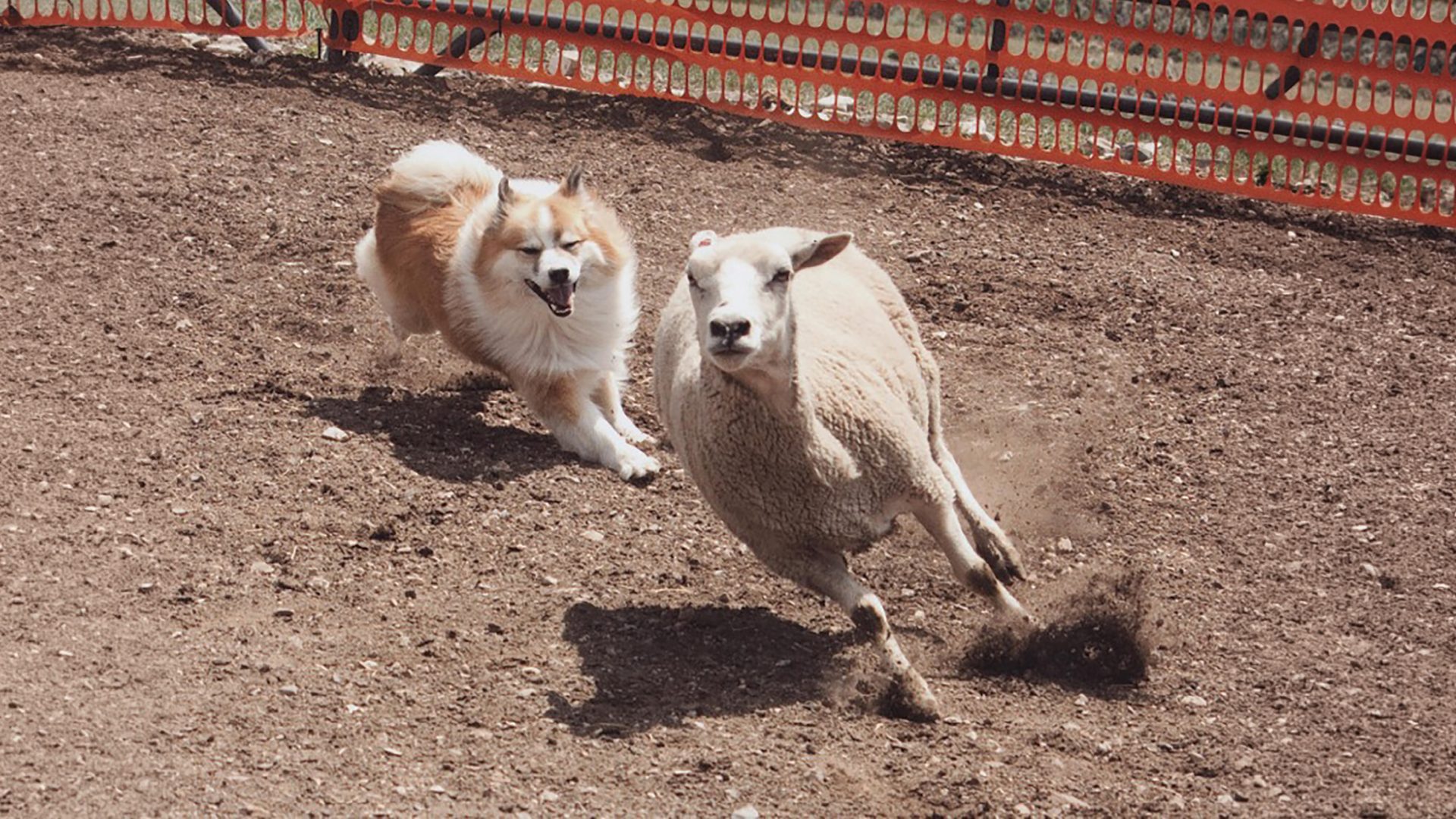 Icelandic Sheepdog