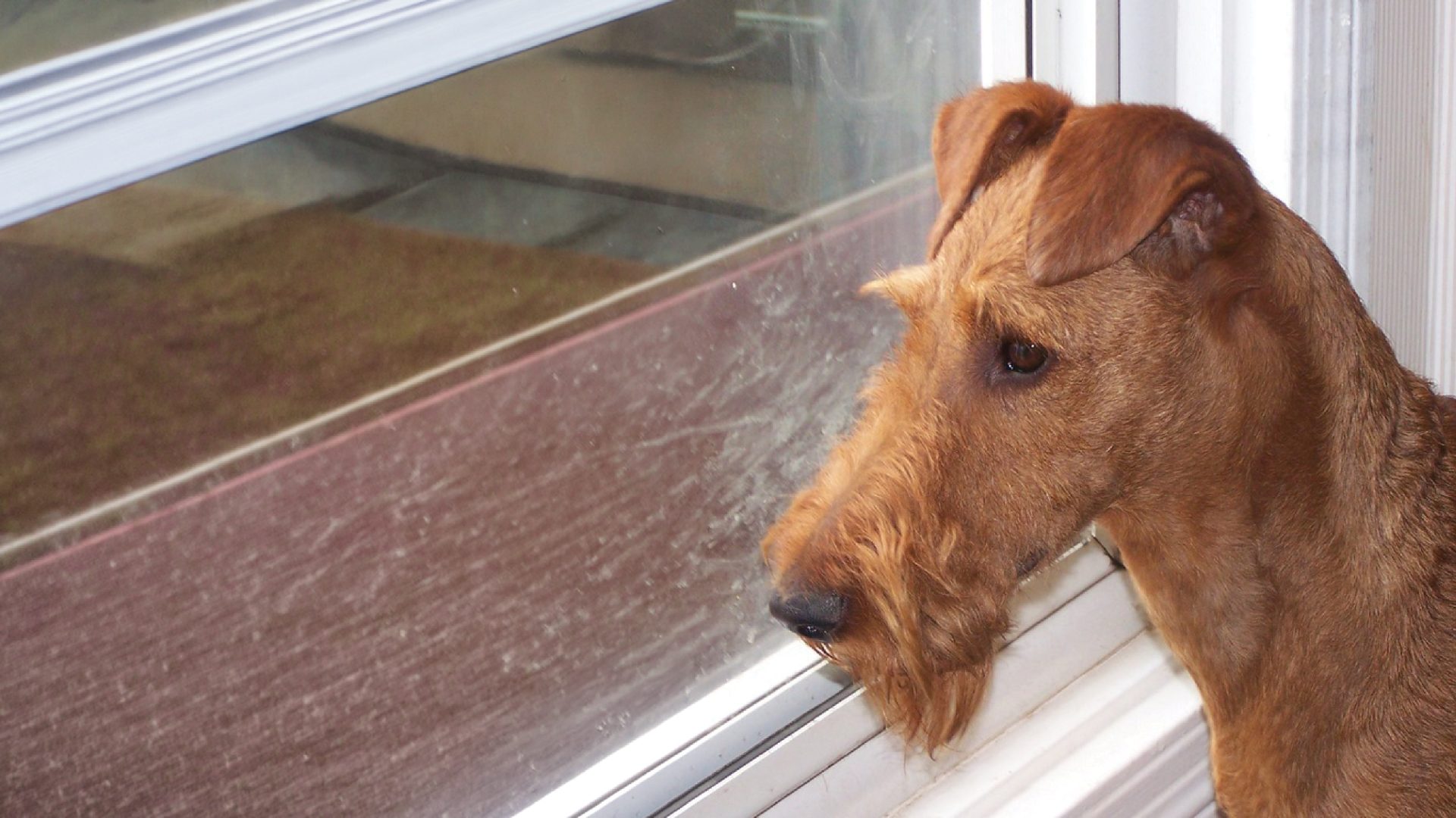 Irish Terrier