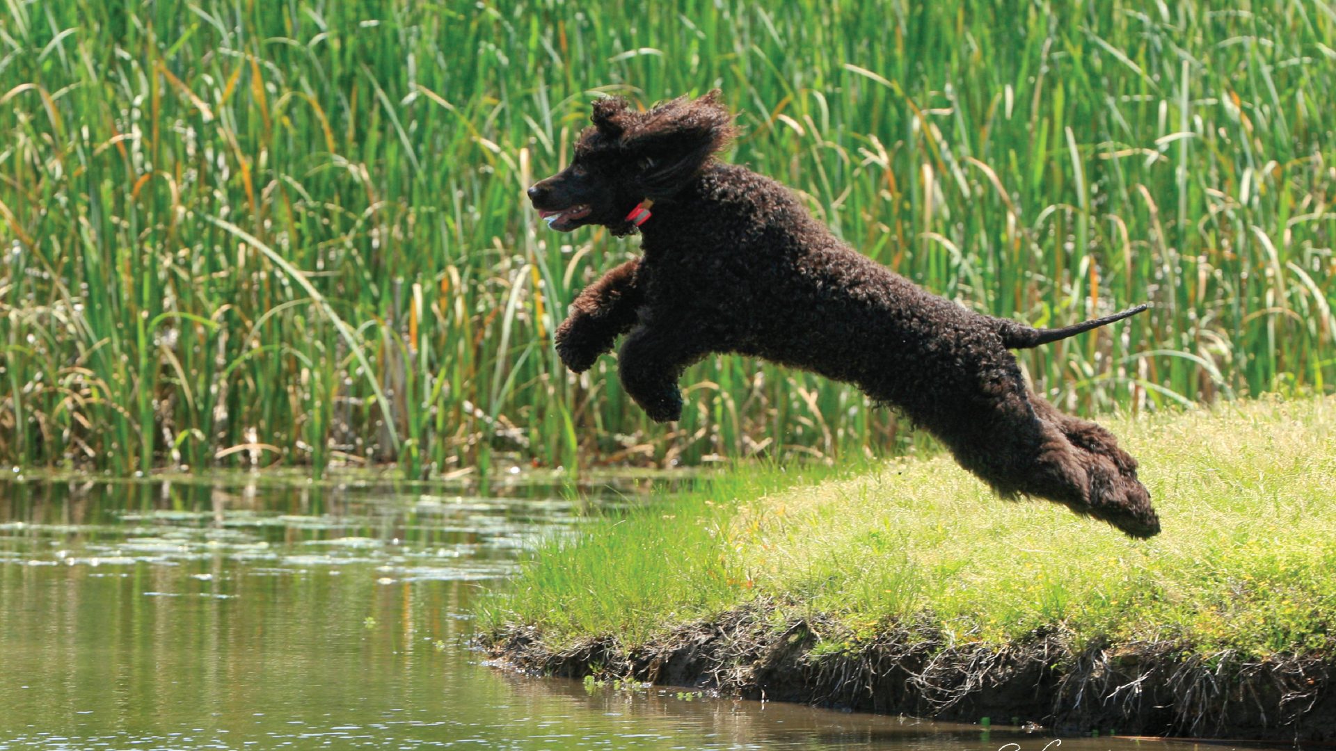 Irish Water Spaniel