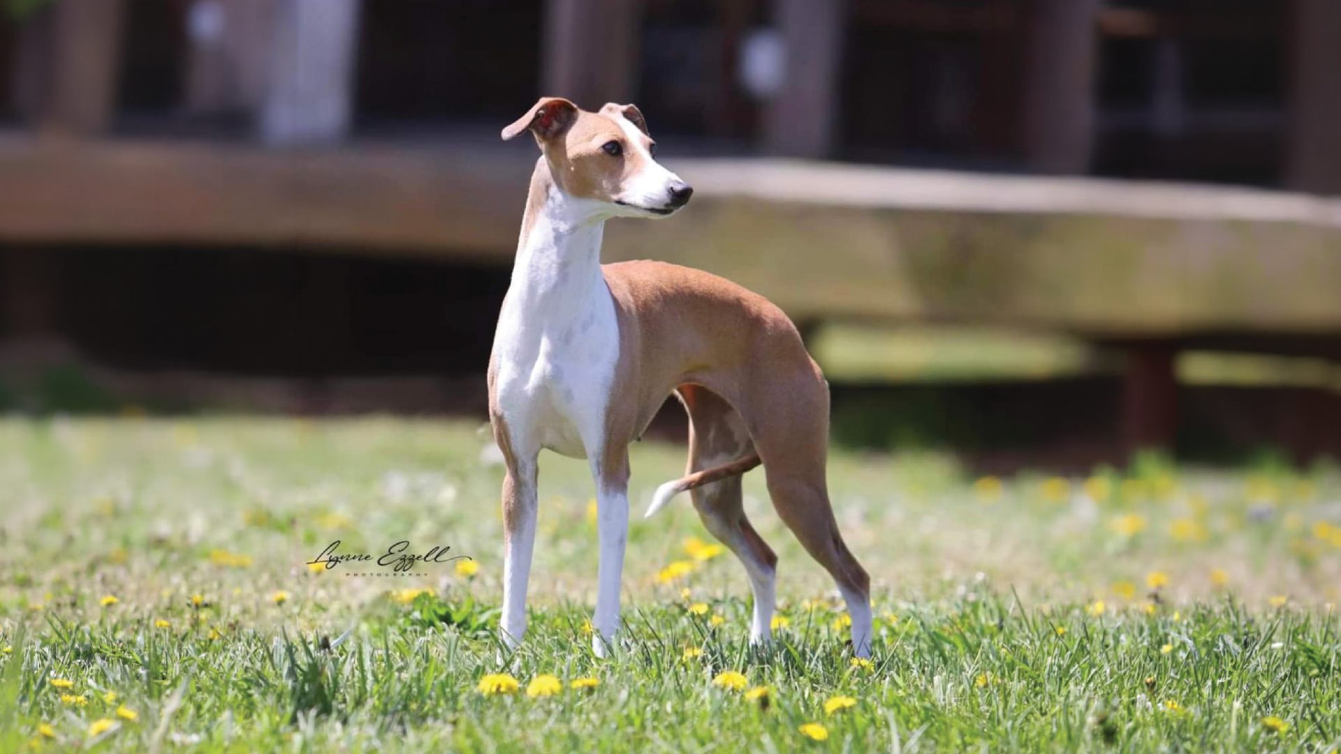 Italian Greyhound