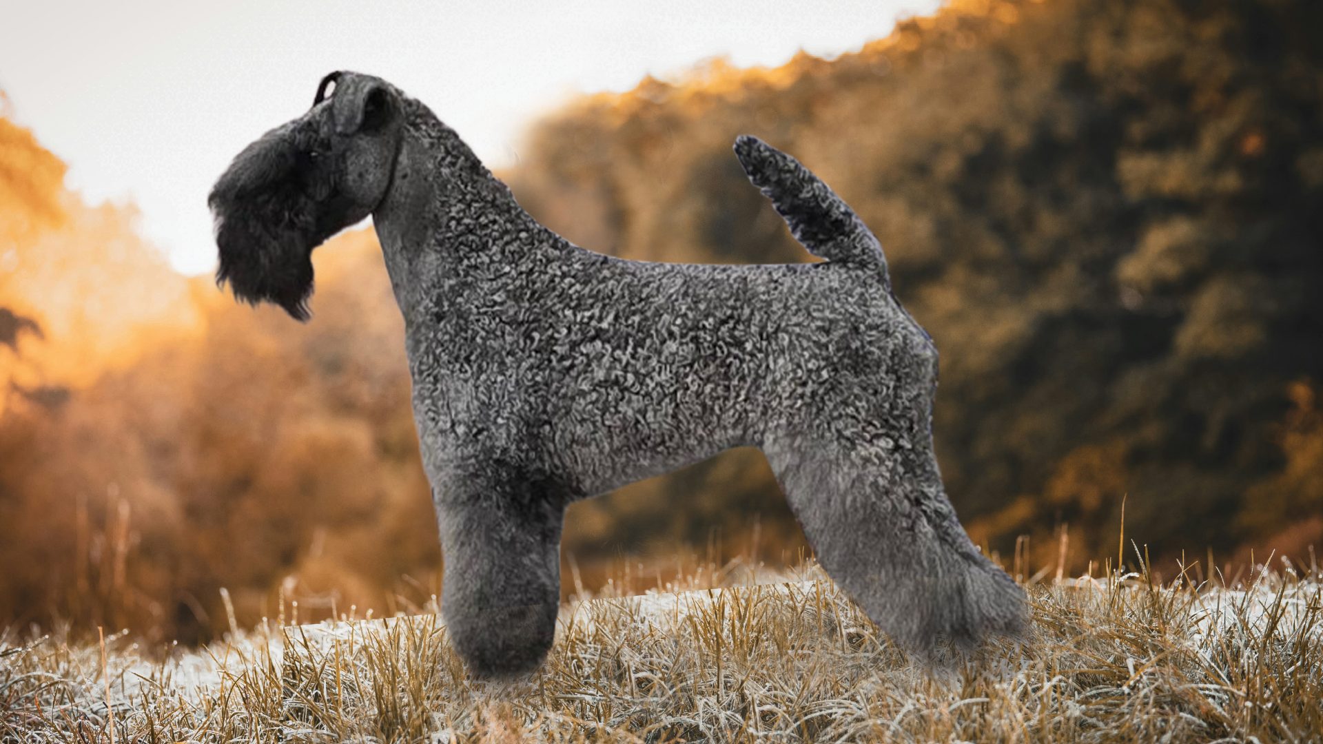 Kerry Blue Terrier