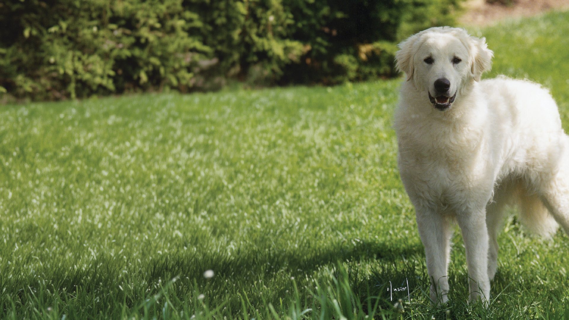 Kuvasz