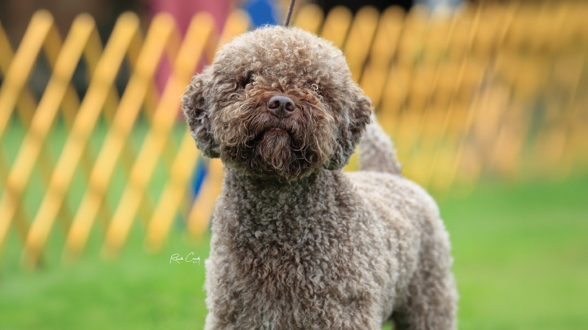 Lagotto Romagnolo