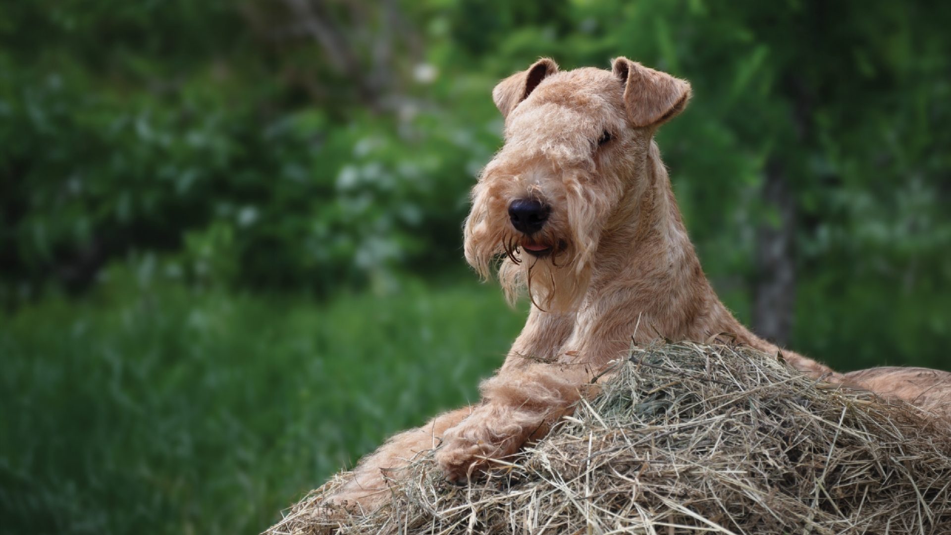 Lakeland Terrier