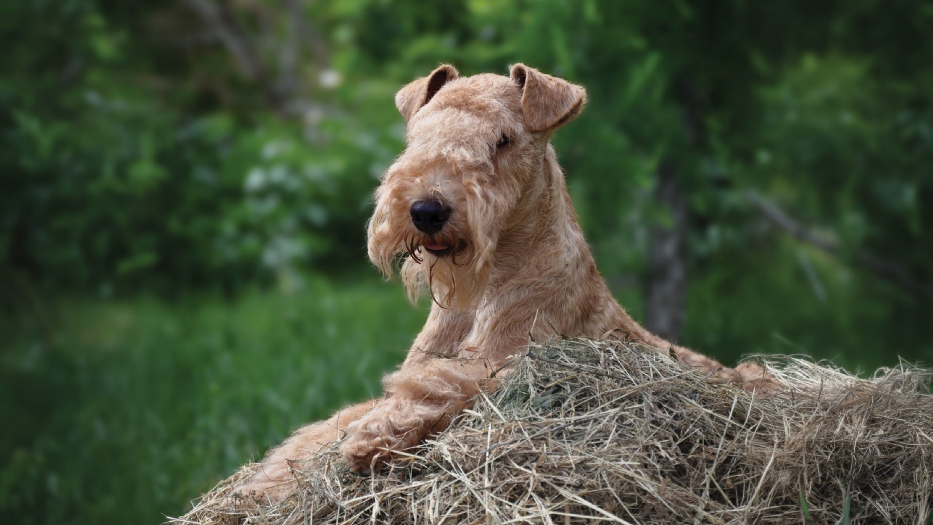 Lakeland Terrier