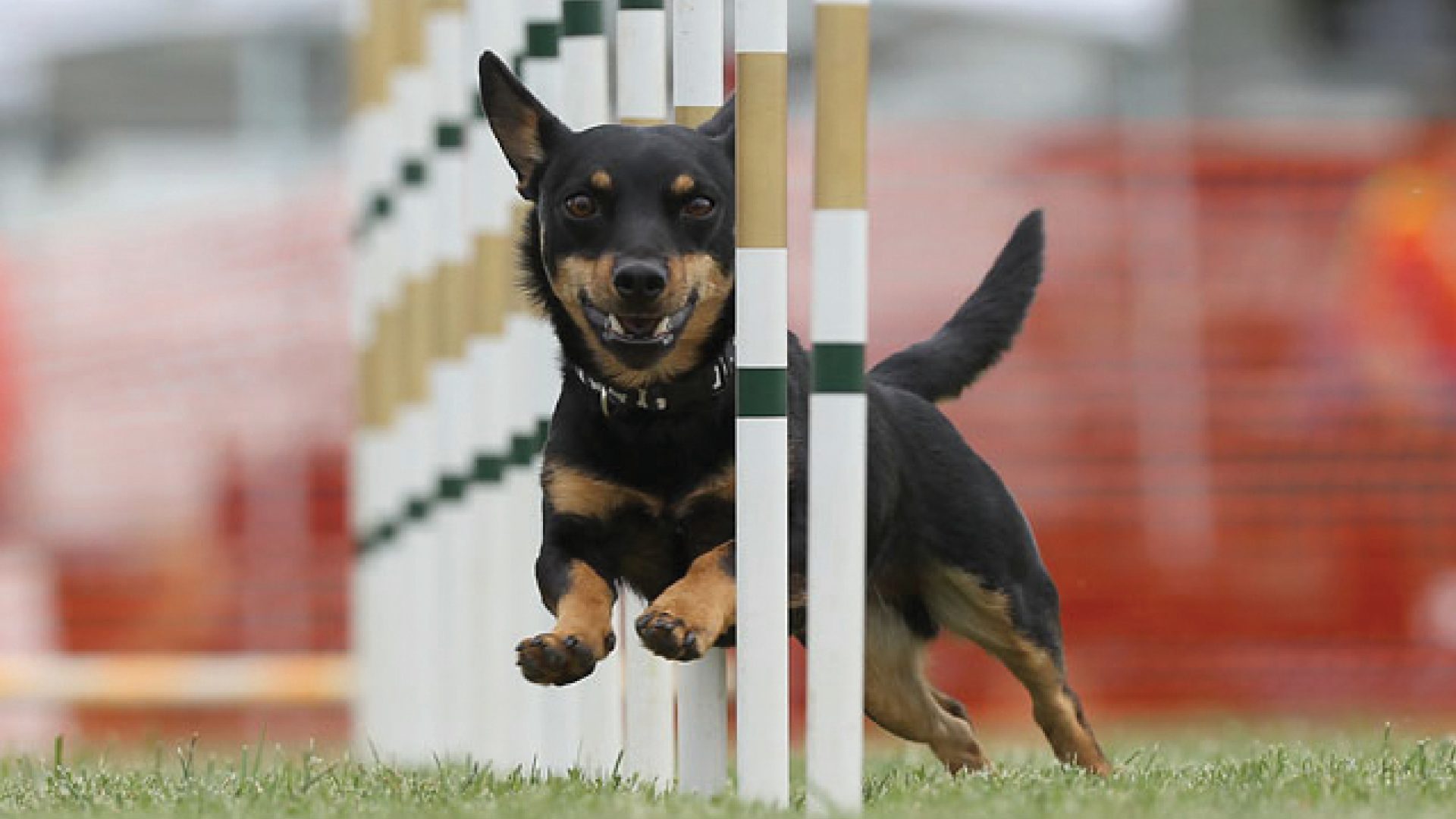 Lancashire Heeler
