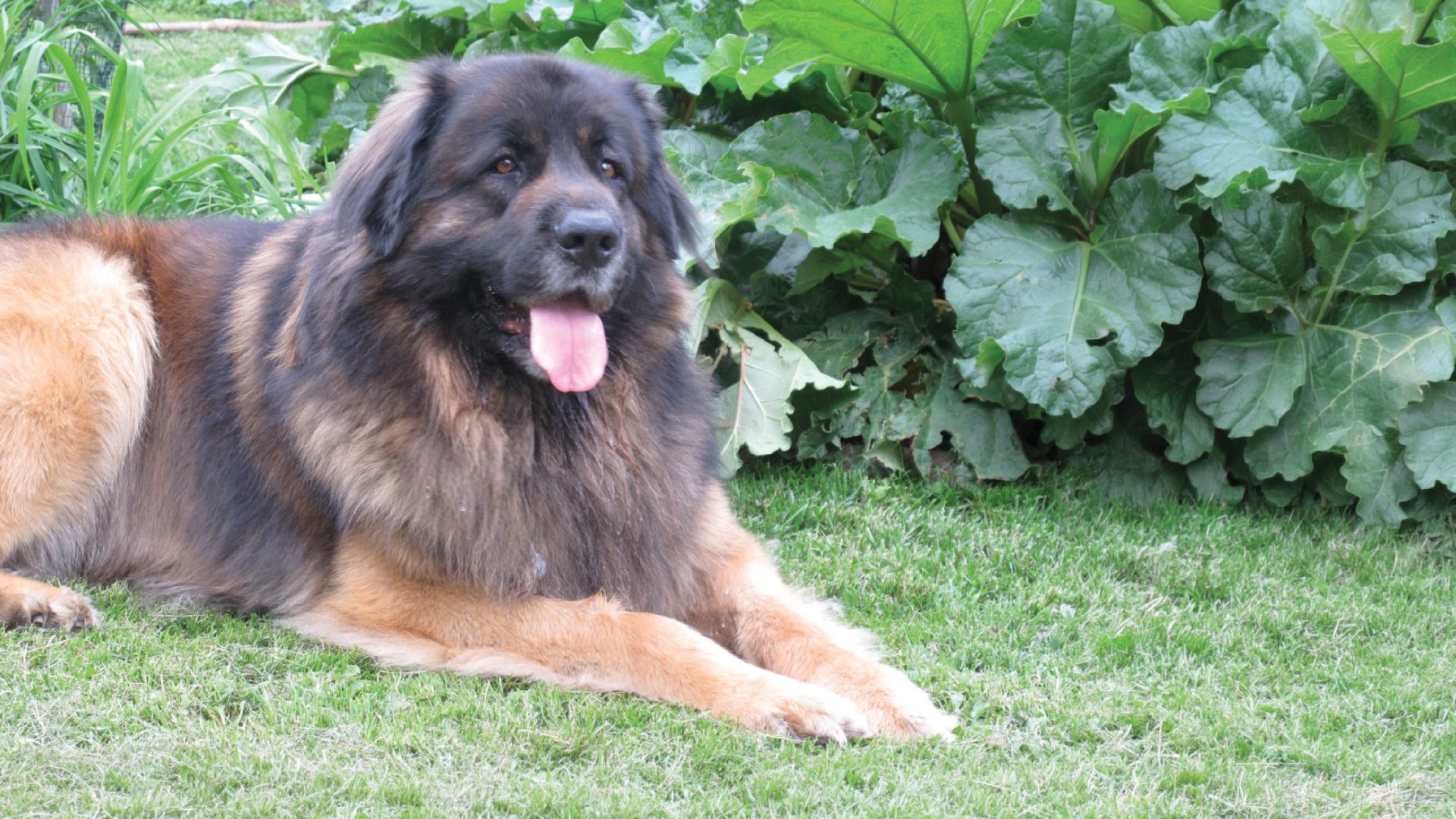 Leonberger